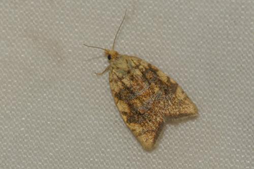 Réf. 304 082 : Aleimma loeflingiana